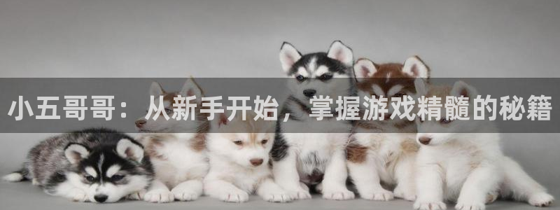 雷火竞技官方网站入口下载：小五哥哥：从新手开始，掌握游戏精髓